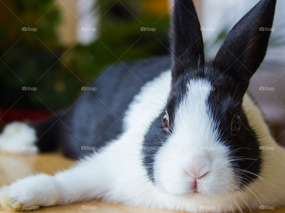 Rabbit relaxing on table at home