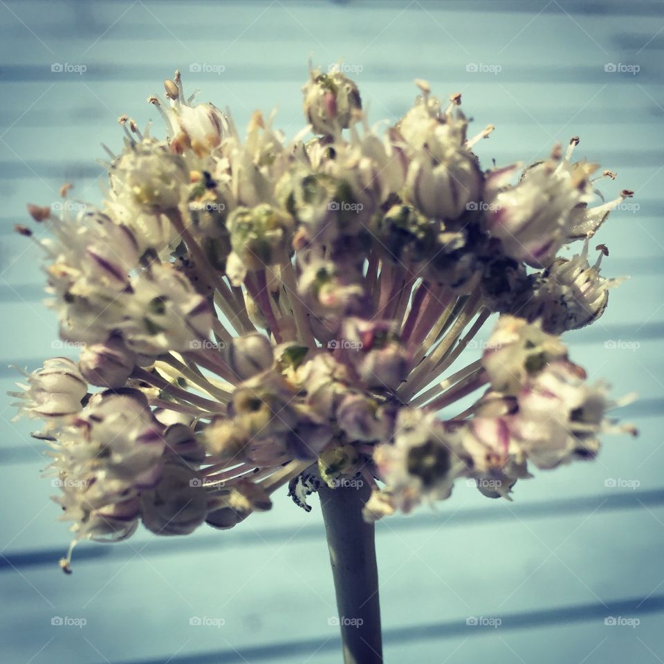 Leek flower 