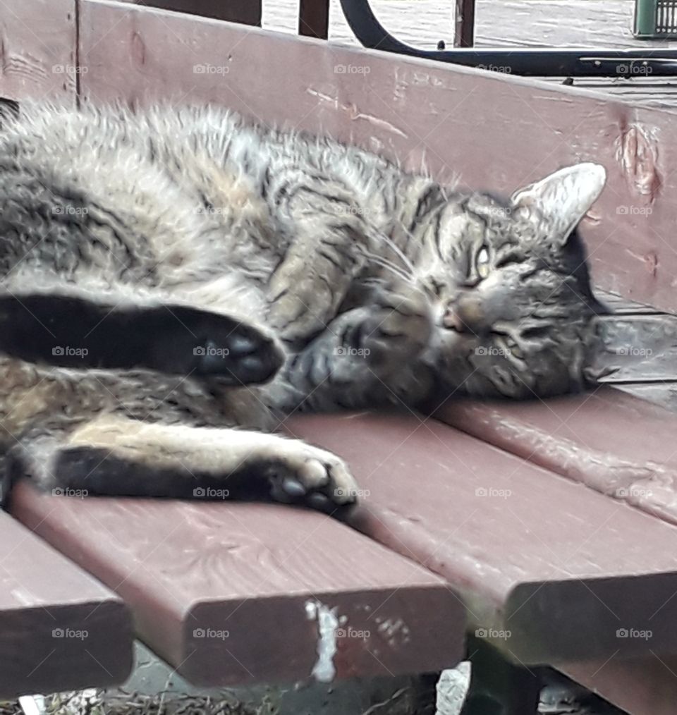 gray black stripped cat lying on garden table