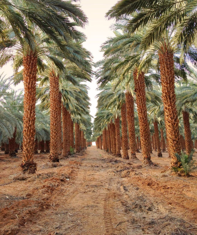 A road between palm trees near the dead sea, Israel