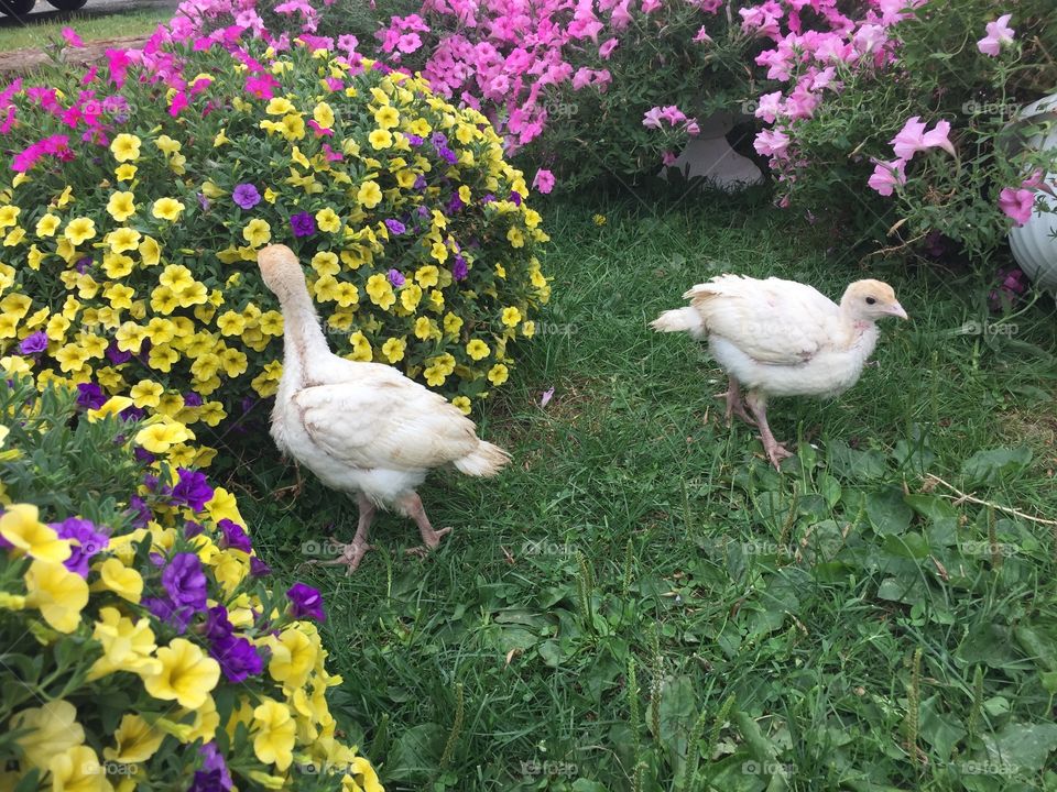 Baby turkeys with flowers