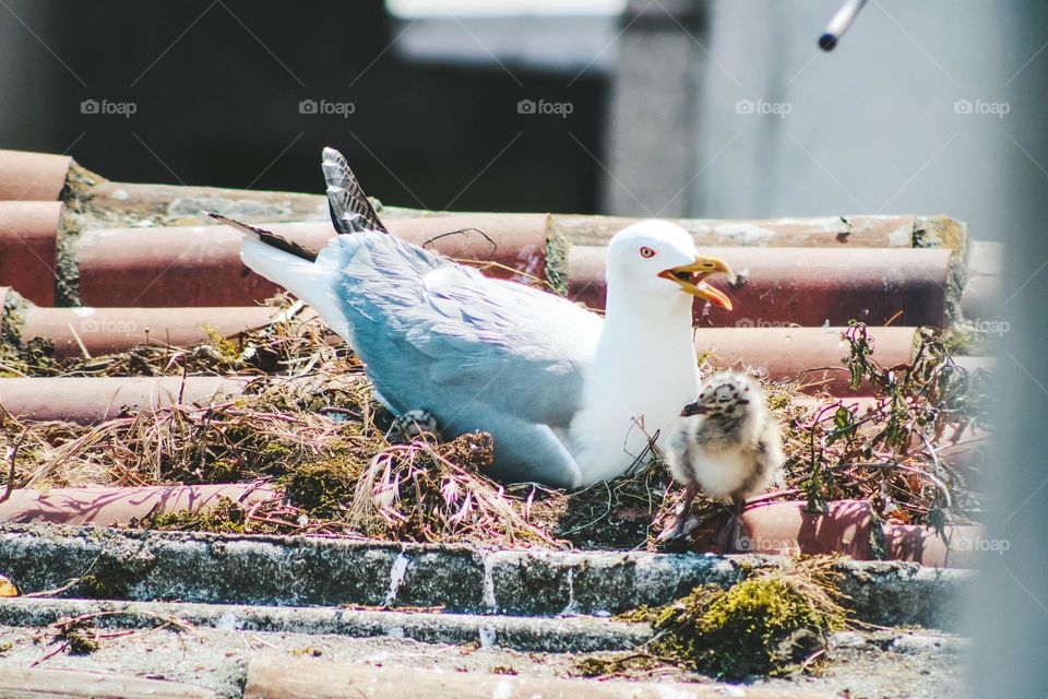 baby seagull