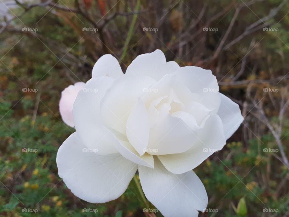schöne weiße Rose