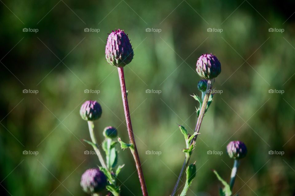 Bull Thistle buds