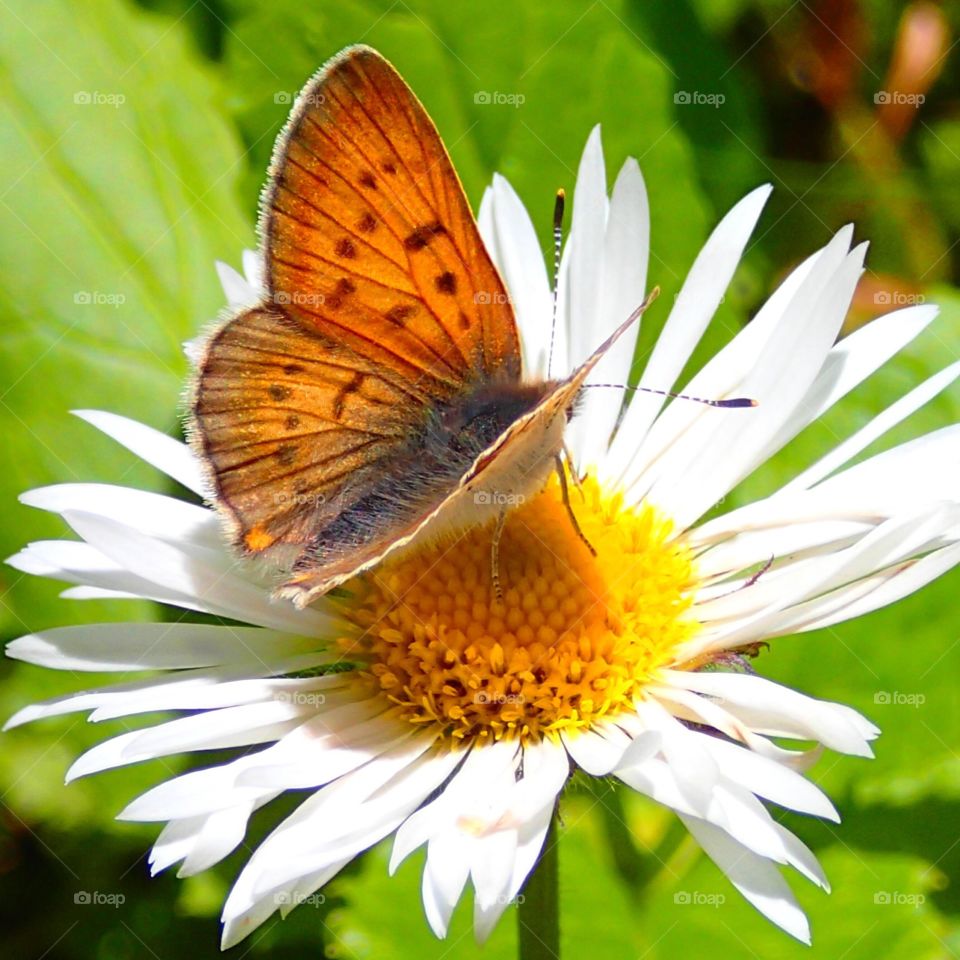 Butterfly and flower