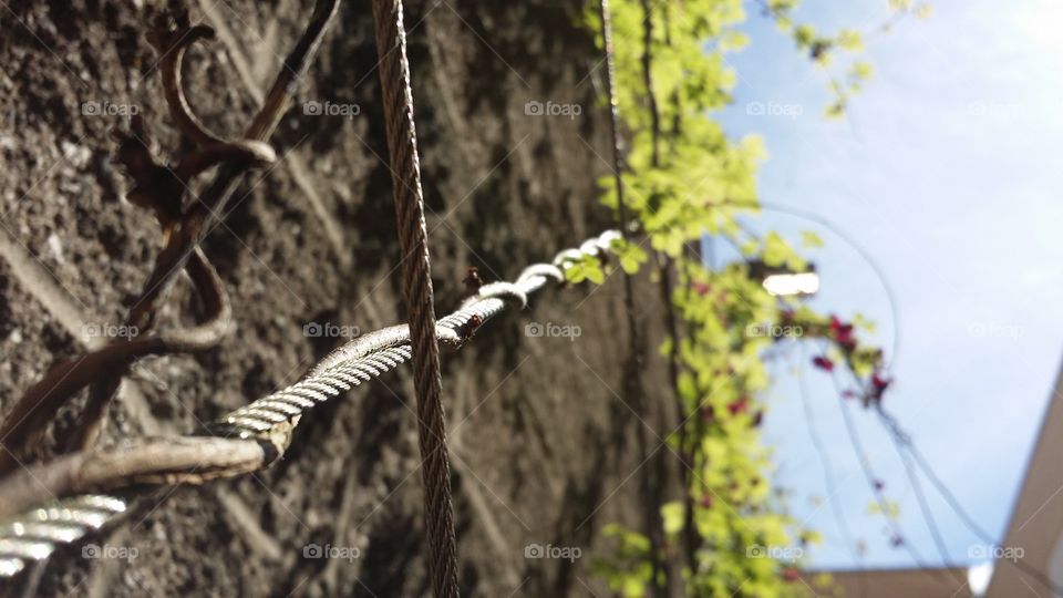 vines growing on a wire