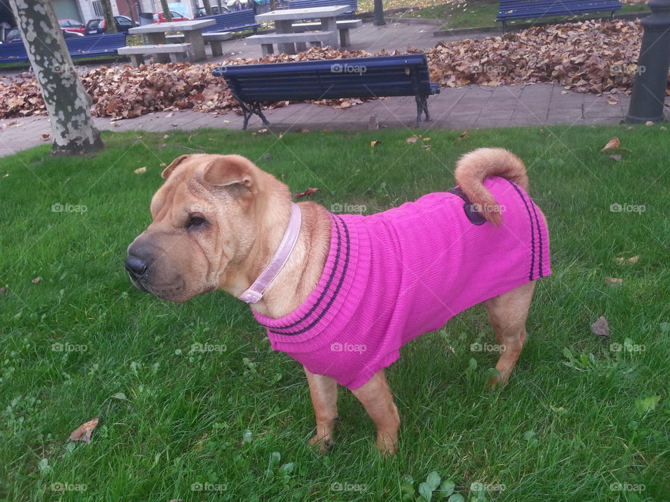 Dog, Mammal, Grass, Canine, No Person