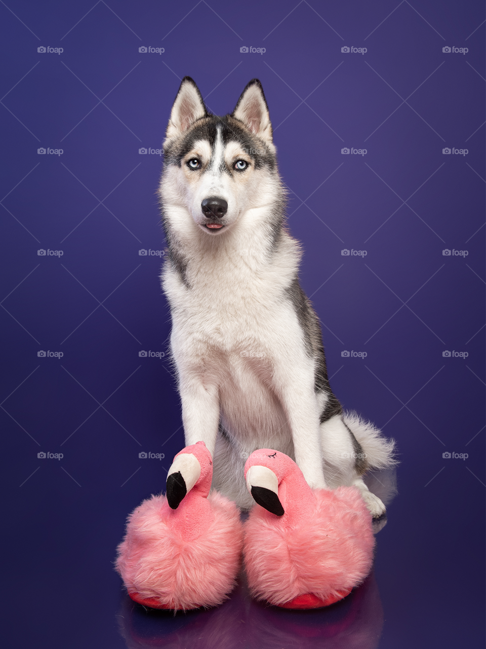 Cachorro da raça husky siberiano de olhos azuis e pantufa de flamingo rosa