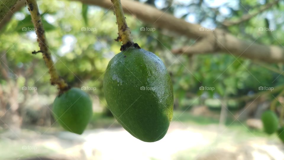 Mango fruit / Mangifera indica bunch on the tree, Guimaras Island, Philippines!