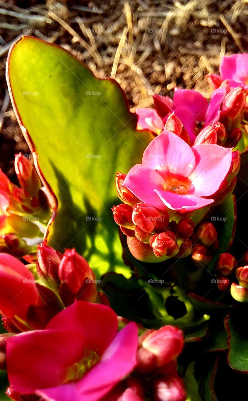 pink flowers