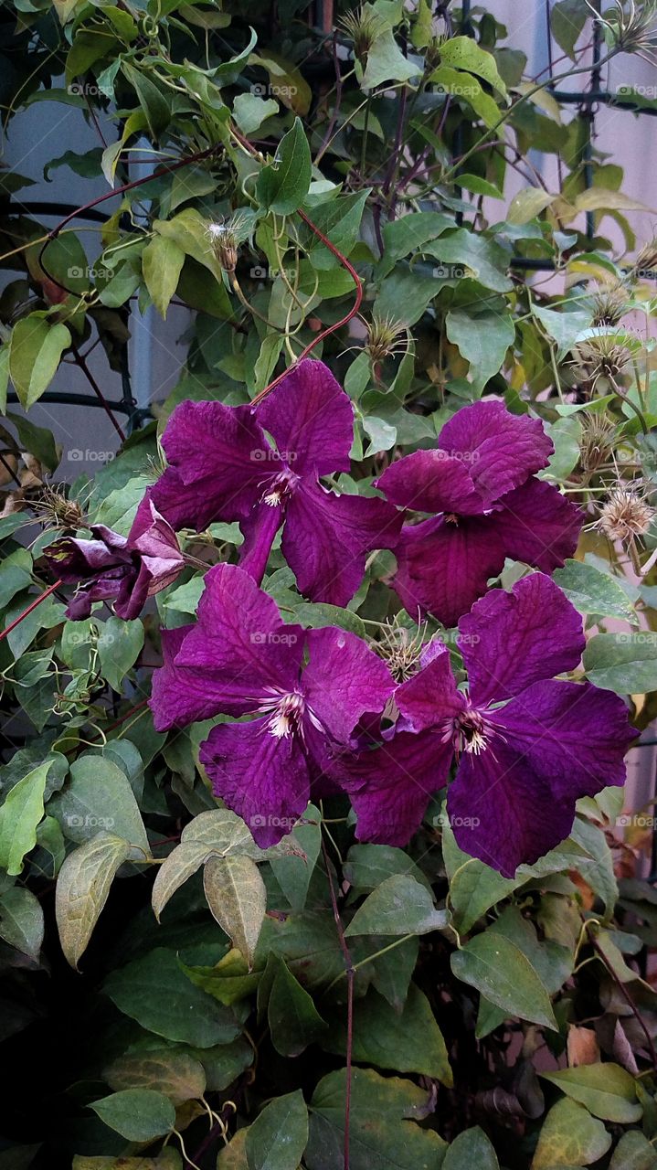 purple clematis