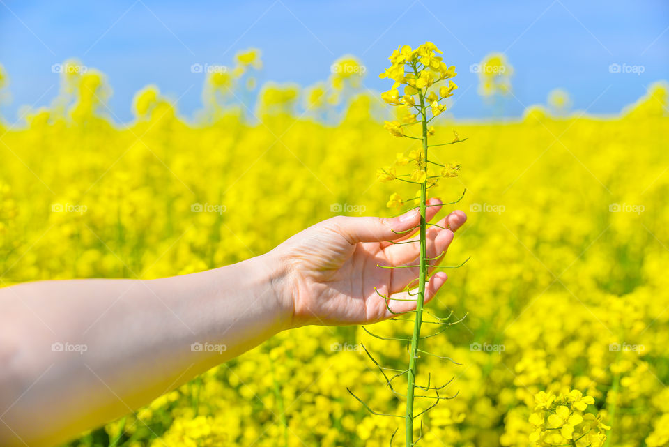 Close-up of person hand holding flower against yellow field