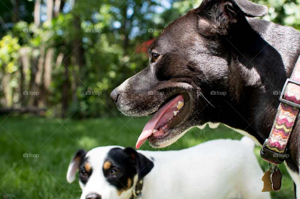 Black and white dogs, big dog smiling in garden park with dog friends on a sunny summer day 
