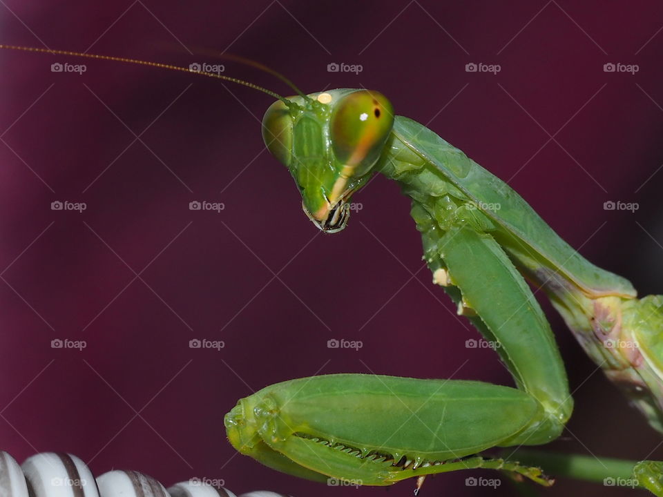 Green Night Grasshopper 