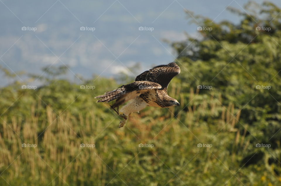 Magnificent raptors