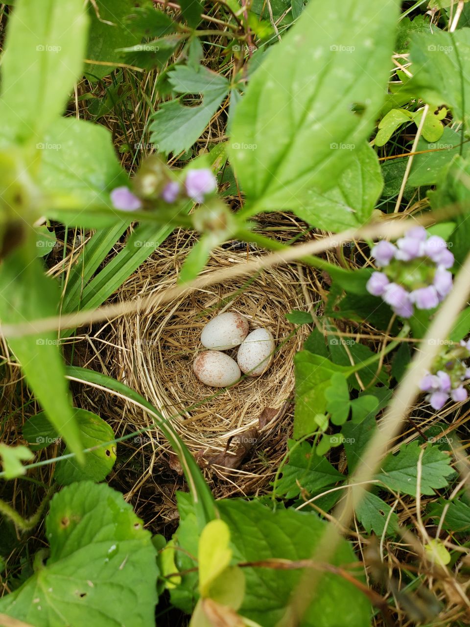 ground nest