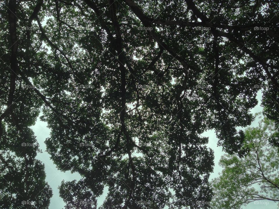 View from below on trees 