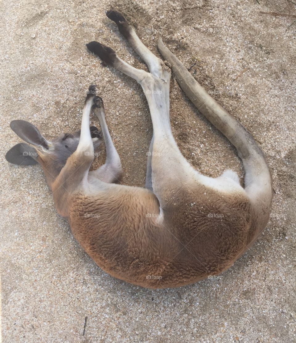 Napping Kangaroo 