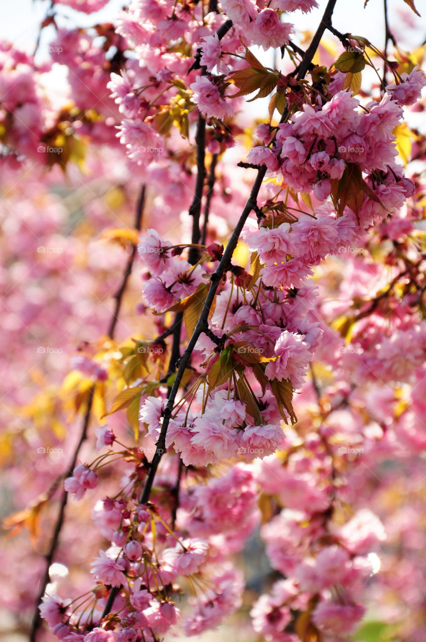 pink blooming tree branch