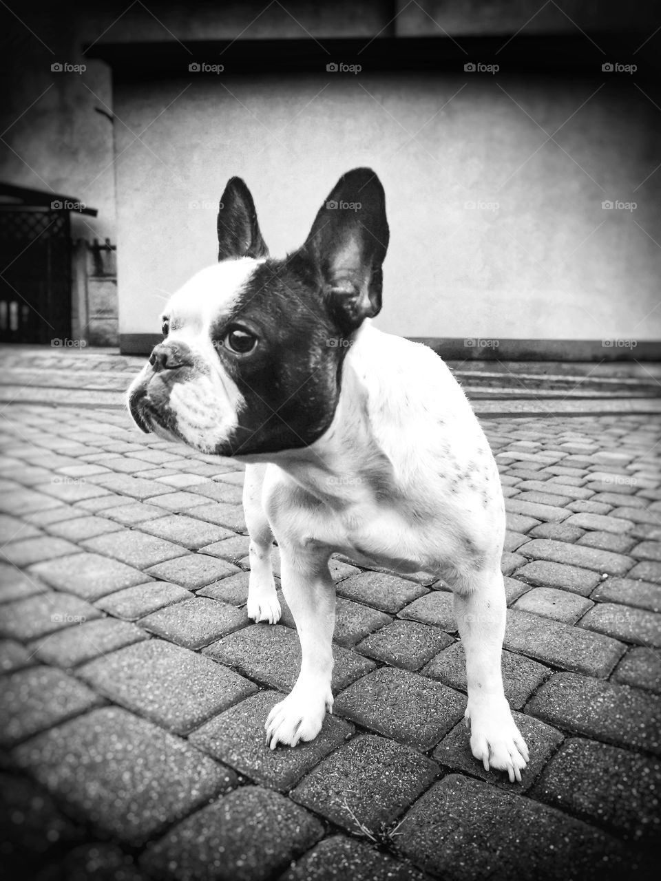 Sophie, the French bulldog