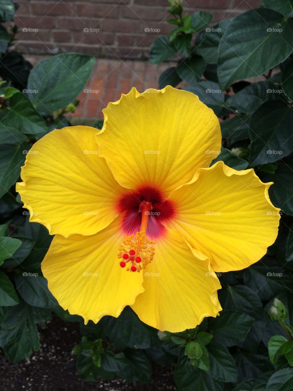 Big yellow flower