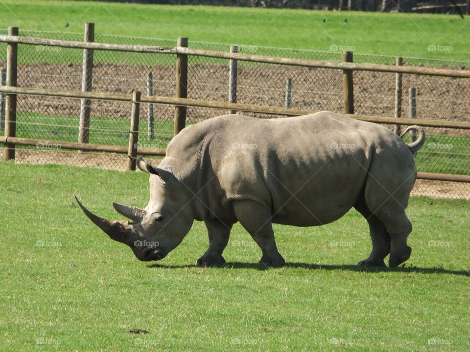 Grazing Rhino 