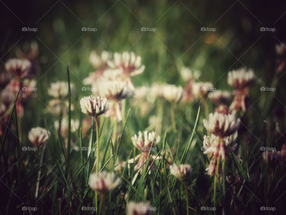 clover flowers
