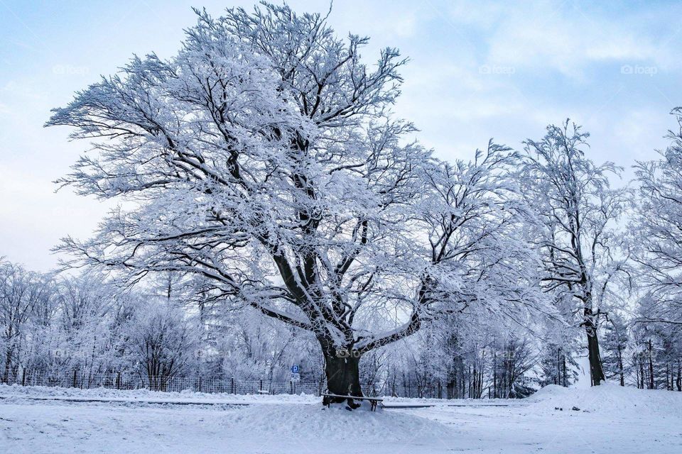 Winter tree