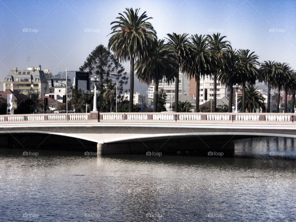 Palm Lined Bridge Over Water