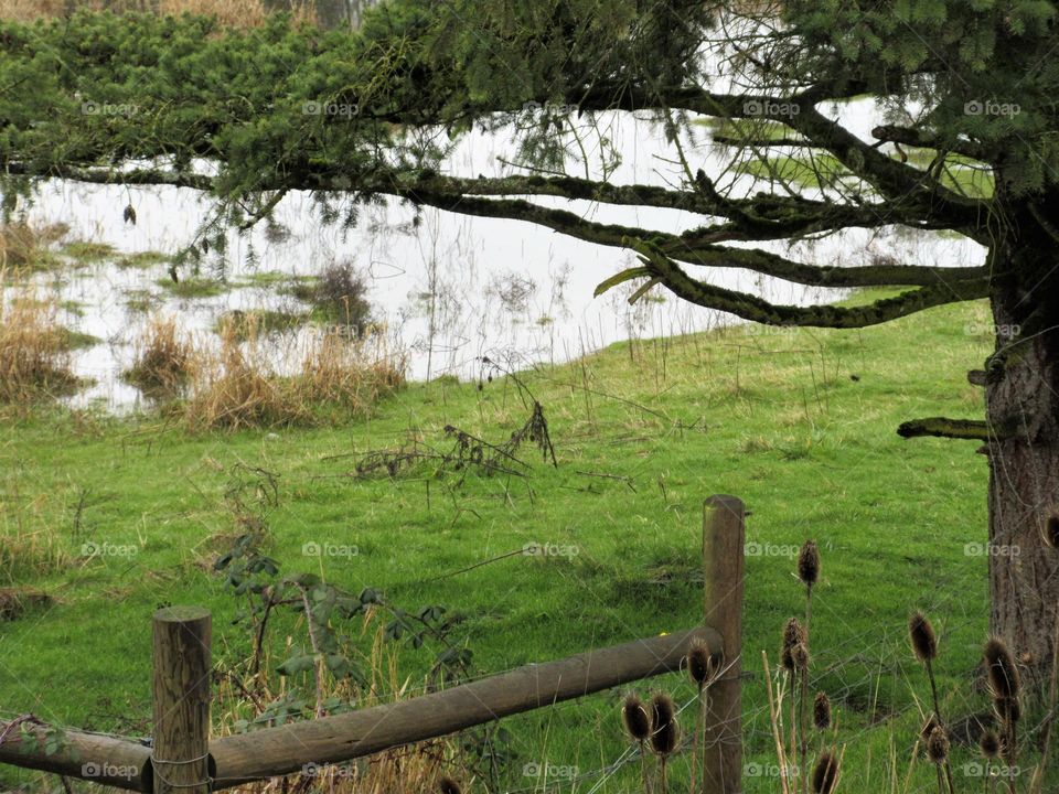 flooded field