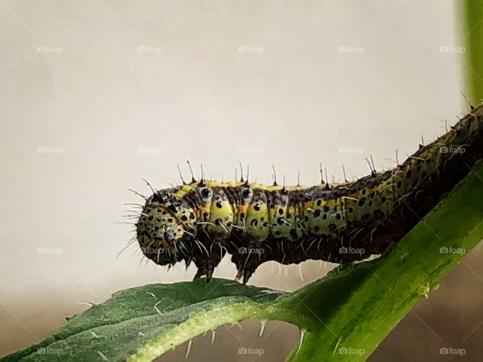 Close-up into a caterpillar in a leaf in the garden...