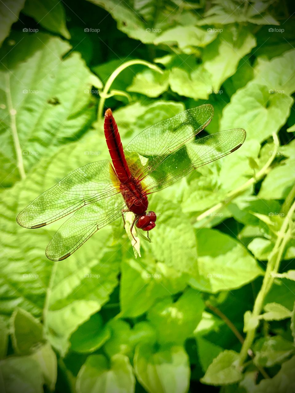 Insects dragonfly 