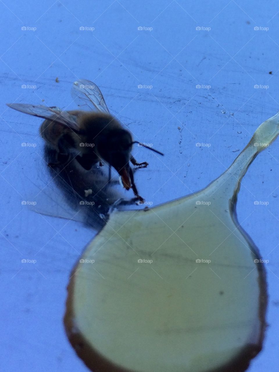 Honeybee at work. 