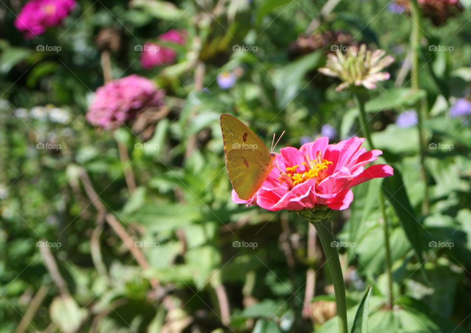 Butterfly on a flower