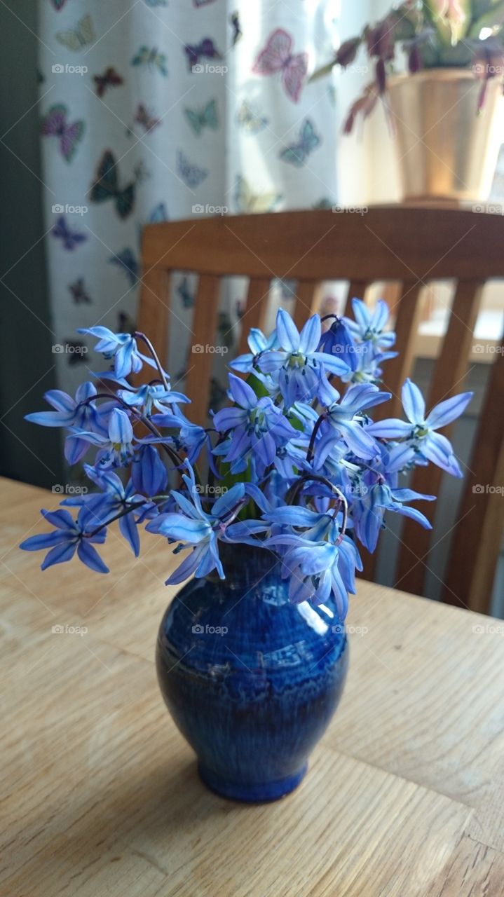 Scilla in a vase