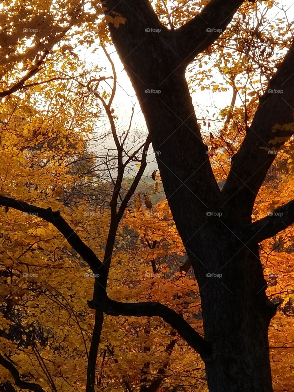 my favorite color...fall, pere Marquette state park il
