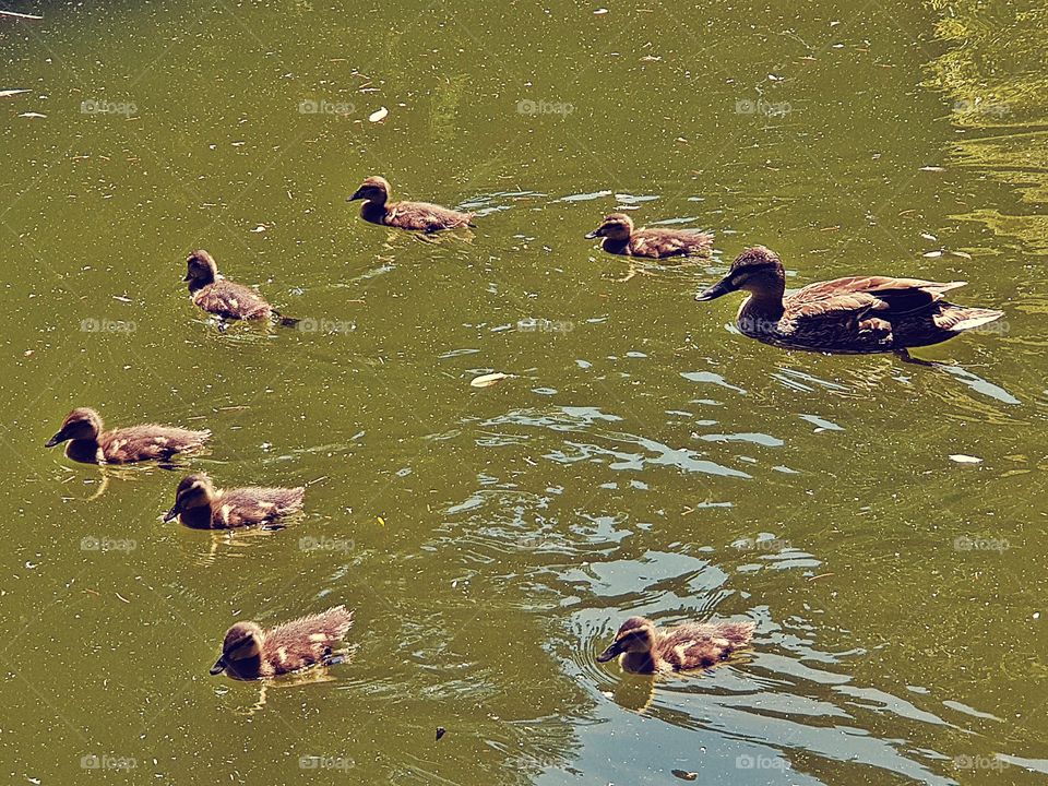 The mother duck and her seven ducklings. circle around their mum during a swim in the pond.