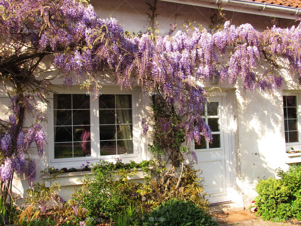 wisteria