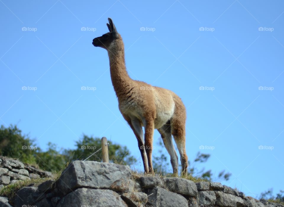 Alpaca profile at Machu Picchu