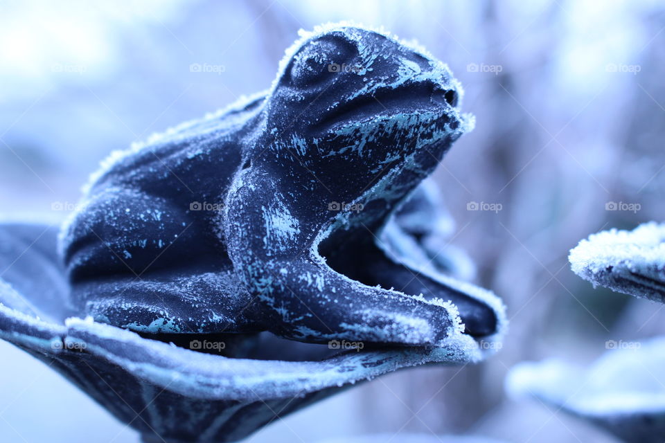 Crystal Frog