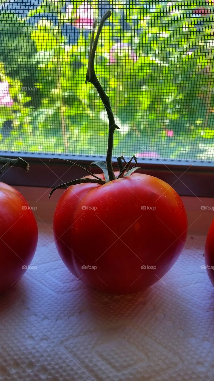 New Jersey Tomato
