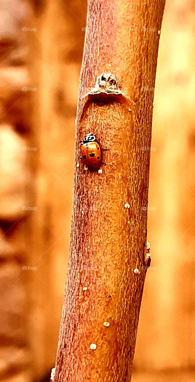 A small ladybug clings to a green tree branch, its vibrant red and black colors standing out against the backdrop of dew-covered leaves. The delicate details of its wings, marked with black spots, a 13 mars 2024