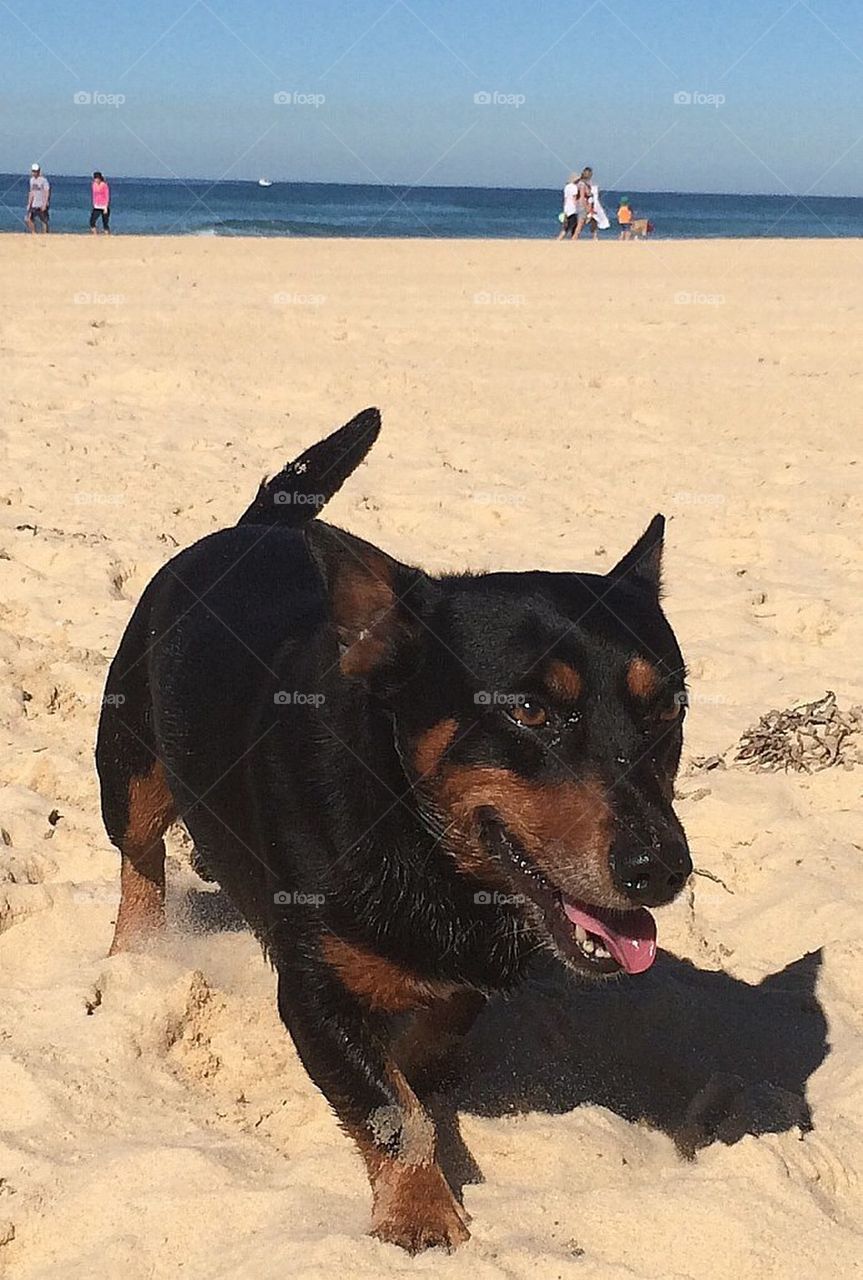 Dog beach fun