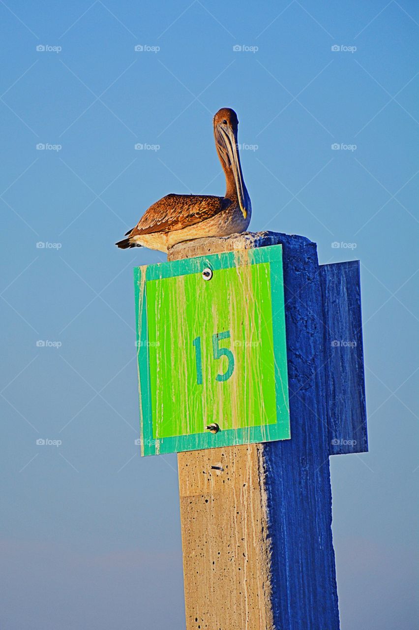 Brown pelican sitting on pole