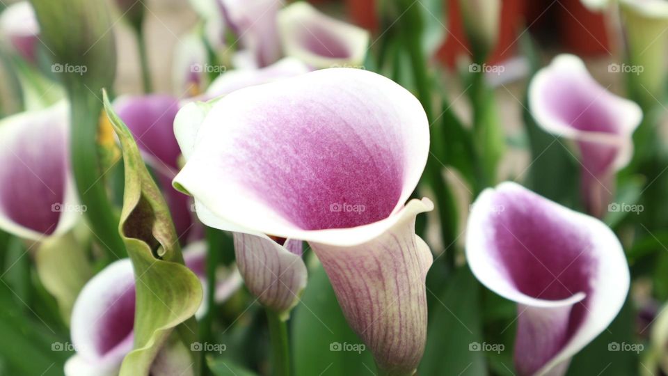 Colored calla lilies