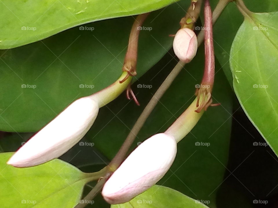 Flower buds
