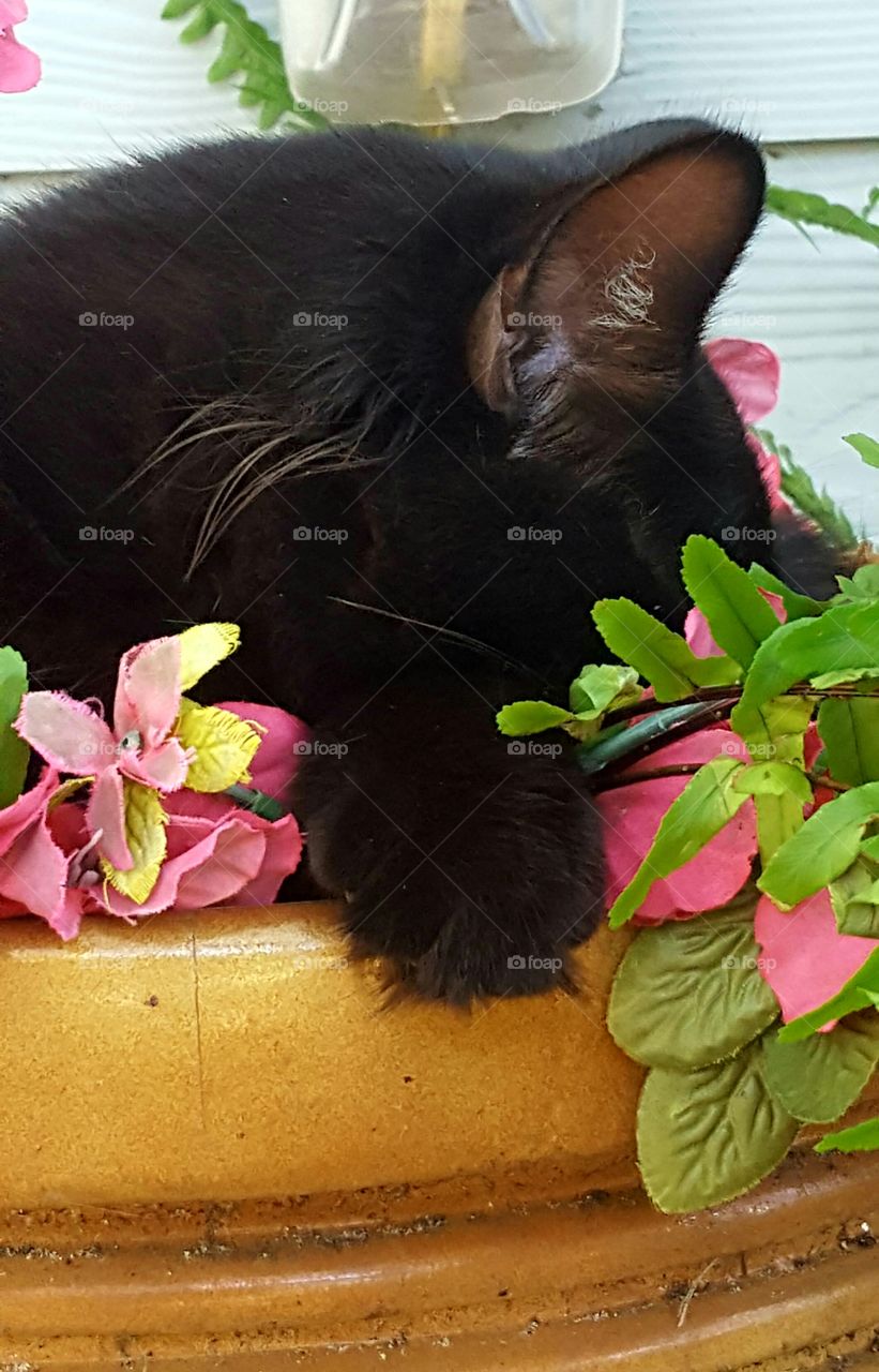 Bob in flower pot