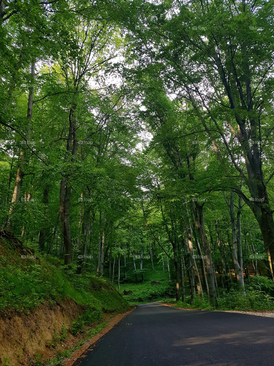 A road in the middle of the forest