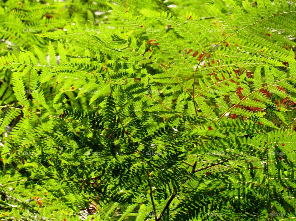 fern bush