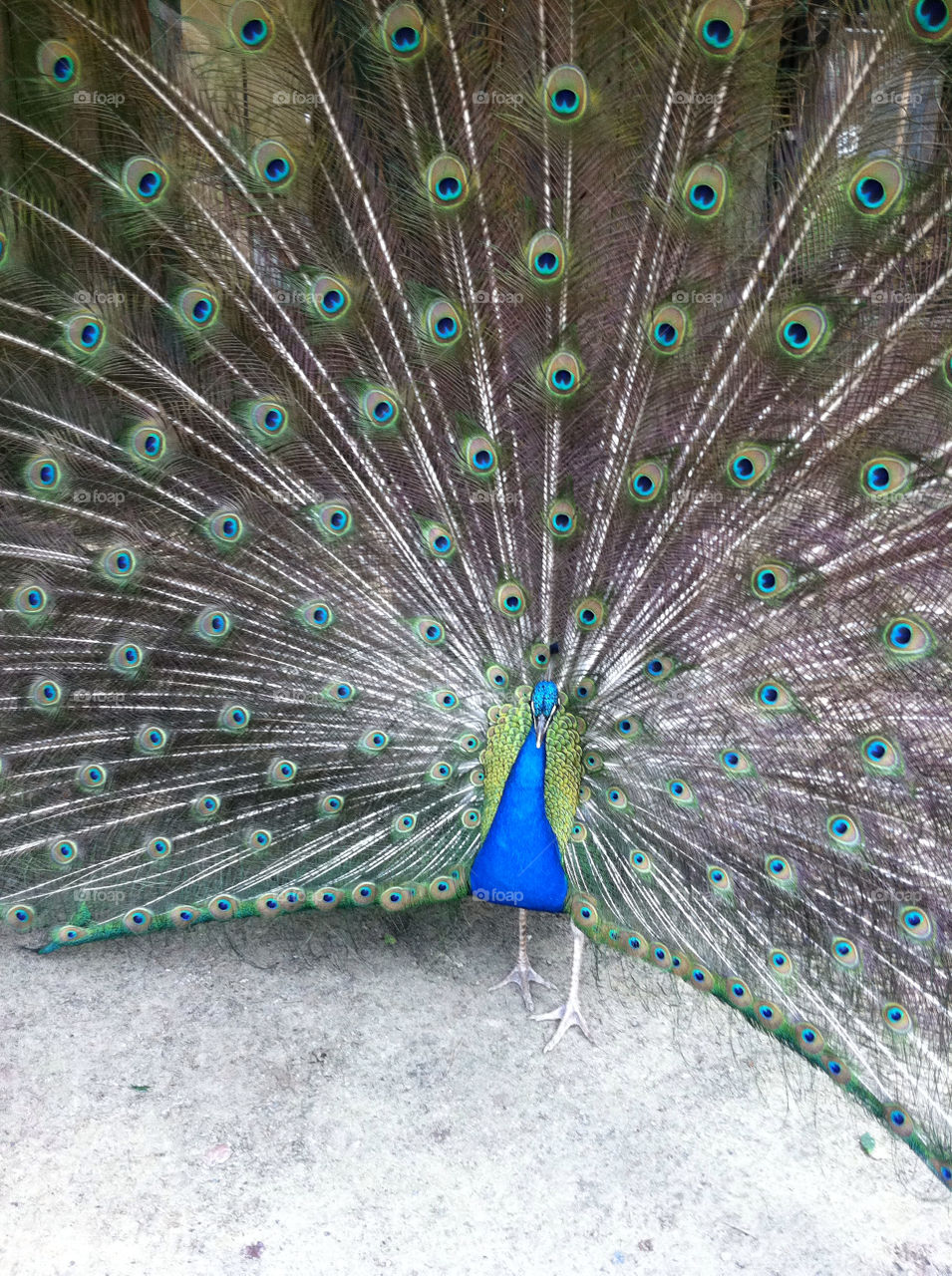 bird animals peacock by trvldeb07